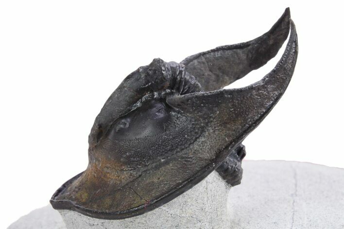 Gorgeous Scotoharpes Trilobite - Weird Compression #359173